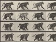Eadweard Muybridge, Animal Locomotion, plate 748