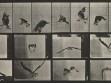 Eadweard Muybridge, Animal Locomotion, plate 764