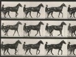 Eadweard Muybridge, Animal Locomotion, plate 588