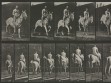 Eadweard Muybridge, Animal Locomotion, plate 646