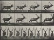 Eadweard Muybridge, Animal Locomotion, plate 695