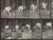 Eadweard Muybridge, Animal Locomotion, plate 712