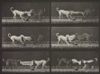 Eadweard Muybridge, Animal Locomotion, plate 715