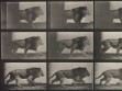 Eadweard Muybridge, Animal Locomotion, plate 722