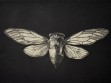 Cicada (detail)